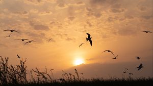 Preview wallpaper sun, birds, silhouettes, sunset, dark