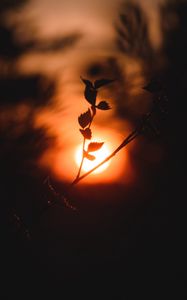 Preview wallpaper sun, branch, dark, sunset, twilight