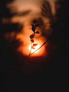 Preview wallpaper sun, branch, dark, sunset, twilight