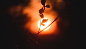 Preview wallpaper sun, branch, dark, sunset, twilight