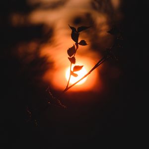 Preview wallpaper sun, branch, dark, sunset, twilight