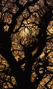 Preview wallpaper sun, branches, silhouette, sunset