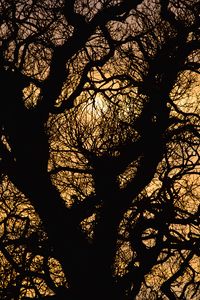 Preview wallpaper sun, branches, silhouette, sunset