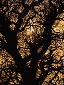 Preview wallpaper sun, branches, silhouette, sunset