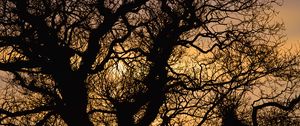 Preview wallpaper sun, branches, silhouette, sunset