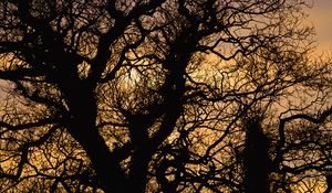 Preview wallpaper sun, branches, silhouette, sunset
