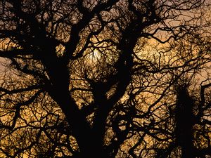 Preview wallpaper sun, branches, silhouette, sunset
