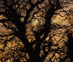 Preview wallpaper sun, branches, silhouette, sunset