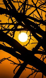 Preview wallpaper sun, branches, silhouette, sunset, sky