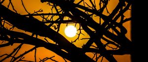 Preview wallpaper sun, branches, silhouette, sunset, sky