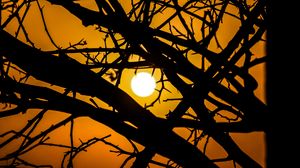 Preview wallpaper sun, branches, silhouette, sunset, sky