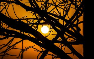 Preview wallpaper sun, branches, silhouette, sunset, sky