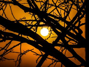 Preview wallpaper sun, branches, silhouette, sunset, sky