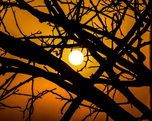 Preview wallpaper sun, branches, silhouette, sunset, sky