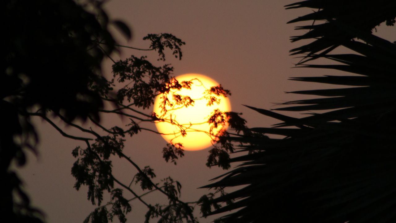 Wallpaper sun, branches, trees, sky