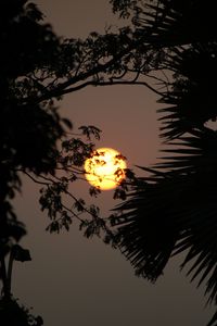 Preview wallpaper sun, branches, trees, sky