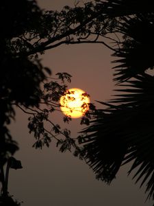 Preview wallpaper sun, branches, trees, sky