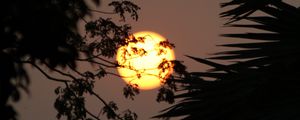 Preview wallpaper sun, branches, trees, sky
