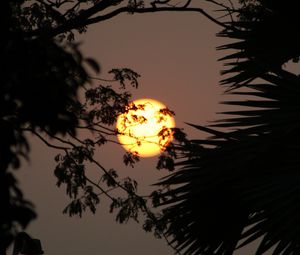 Preview wallpaper sun, branches, trees, sky