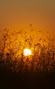 Preview wallpaper sun, bushes, rays, sunset, silhouette