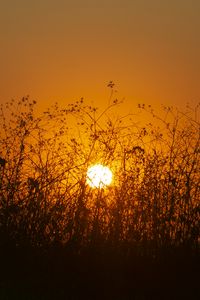 Preview wallpaper sun, bushes, rays, sunset, silhouette