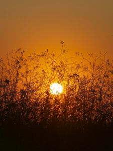 Preview wallpaper sun, bushes, rays, sunset, silhouette