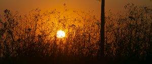 Preview wallpaper sun, bushes, rays, sunset, silhouette