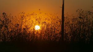 Preview wallpaper sun, bushes, rays, sunset, silhouette