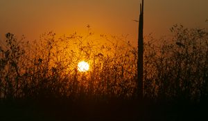 Preview wallpaper sun, bushes, rays, sunset, silhouette