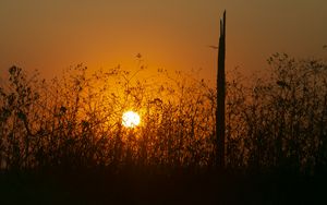 Preview wallpaper sun, bushes, rays, sunset, silhouette