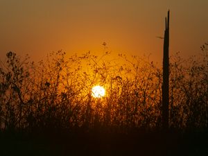 Preview wallpaper sun, bushes, rays, sunset, silhouette