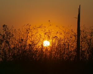 Preview wallpaper sun, bushes, rays, sunset, silhouette