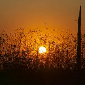 Preview wallpaper sun, bushes, rays, sunset, silhouette