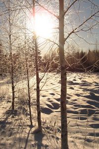 Preview wallpaper sun, day, birches, number, road, house, snow