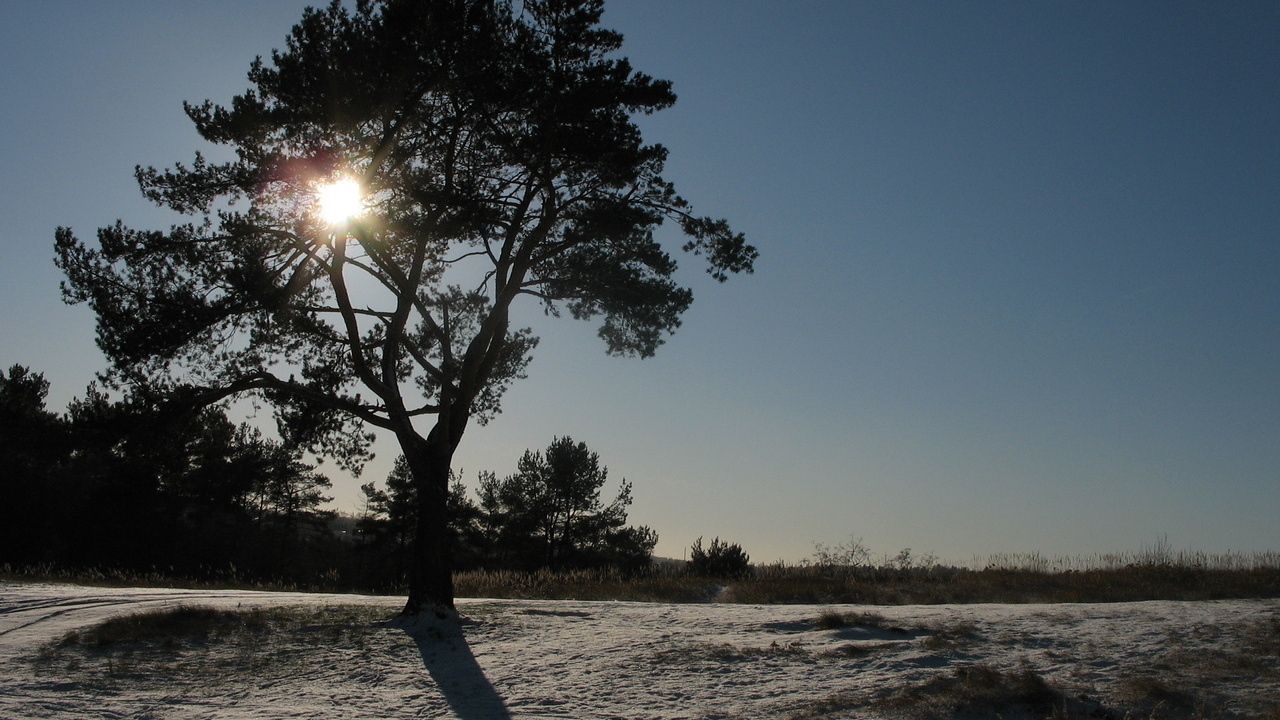 Wallpaper sun, day, tree, crone, light, beams, snow