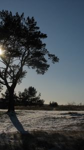 Preview wallpaper sun, day, tree, crone, light, beams, snow