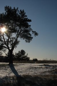 Preview wallpaper sun, day, tree, crone, light, beams, snow