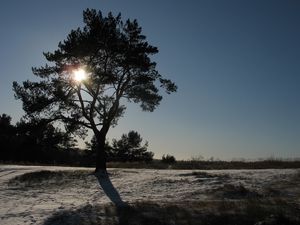 Preview wallpaper sun, day, tree, crone, light, beams, snow