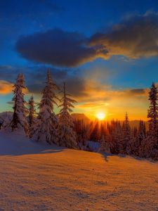 Preview wallpaper sun, decline, evening, snow, trees, fir-trees, shade