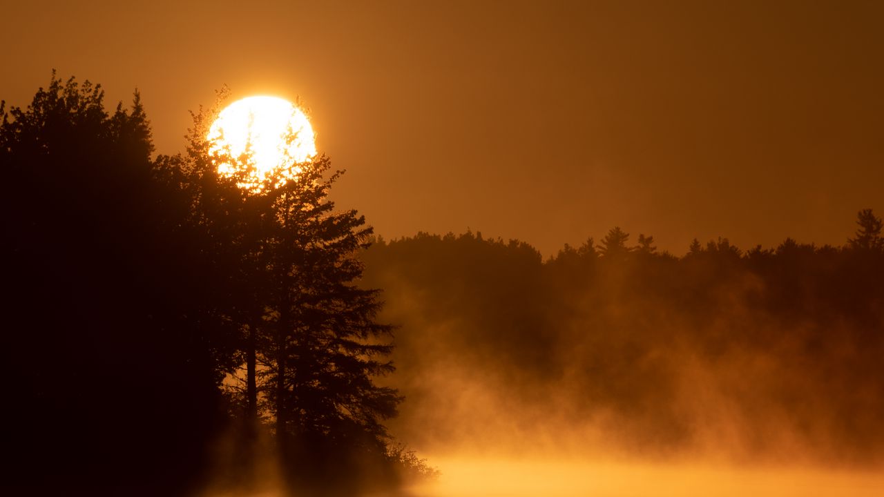 Wallpaper sun, fog, trees