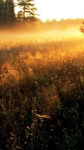 Preview wallpaper sun, gleams, herbs, field, evening, decline, fog, strips