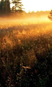 Preview wallpaper sun, gleams, herbs, field, evening, decline, fog, strips