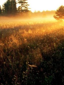 Preview wallpaper sun, gleams, herbs, field, evening, decline, fog, strips