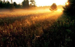 Preview wallpaper sun, gleams, herbs, field, evening, decline, fog, strips