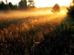 Preview wallpaper sun, gleams, herbs, field, evening, decline, fog, strips