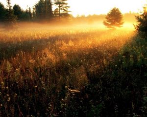 Preview wallpaper sun, gleams, herbs, field, evening, decline, fog, strips