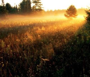 Preview wallpaper sun, gleams, herbs, field, evening, decline, fog, strips