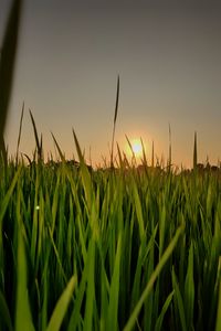 Preview wallpaper sun, grass, sunset, sky