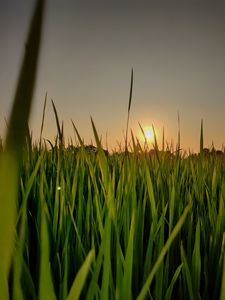 Preview wallpaper sun, grass, sunset, sky