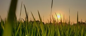 Preview wallpaper sun, grass, sunset, sky